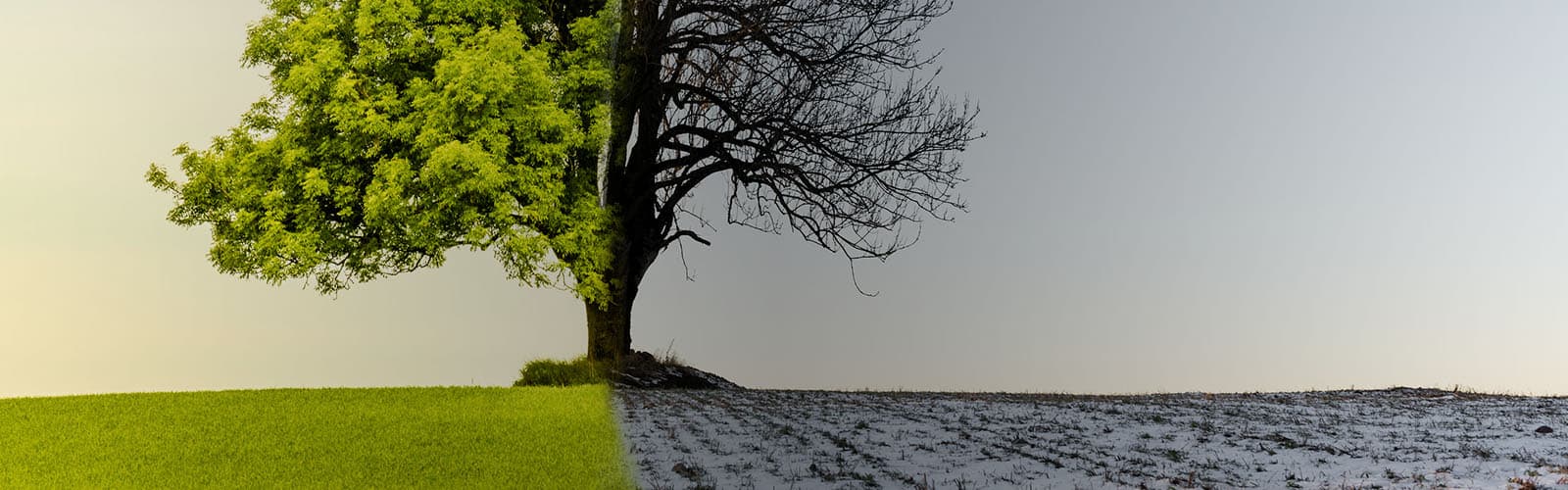 Dia Mundial do Meio Ambiente 2021: a necessidade e a urgência da