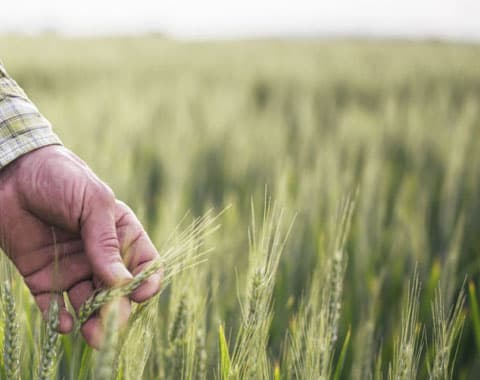 Sabe em que consistem?