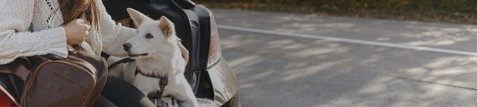 Transportar animais de estimação