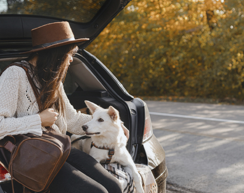 As regras para os transportar