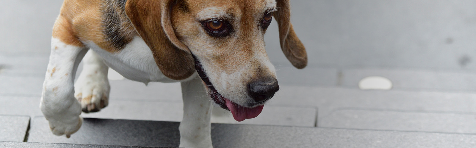 animais de estimação