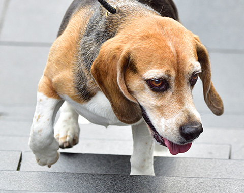 Cuidar deles sem descuidar os vizinhos