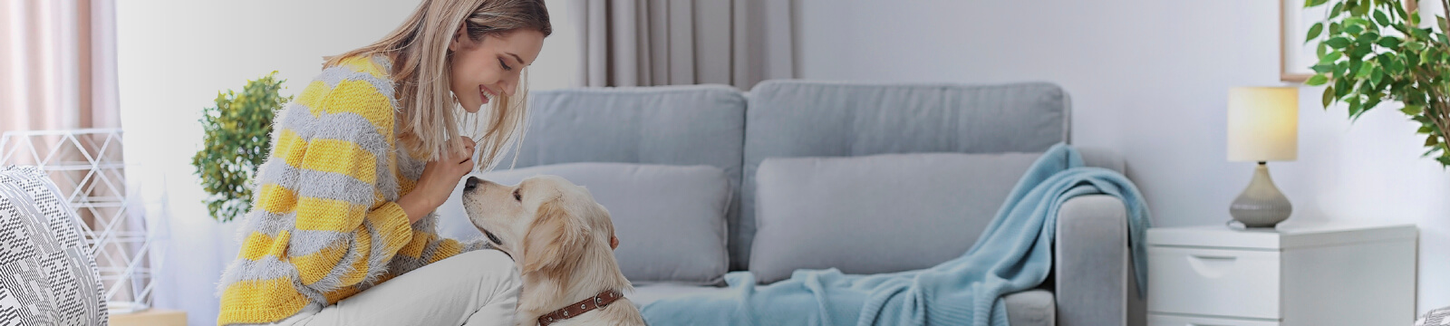 despesas e cuidados de animal estimação