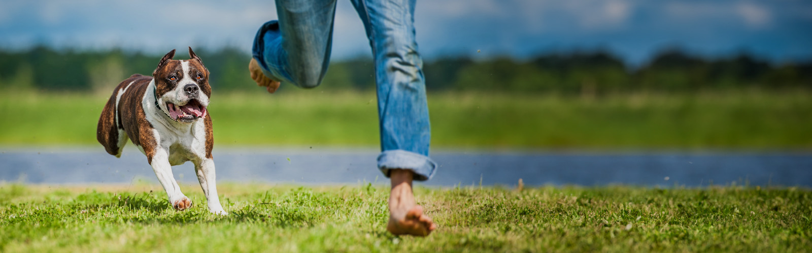 Cães de raça potencialmente perigosas