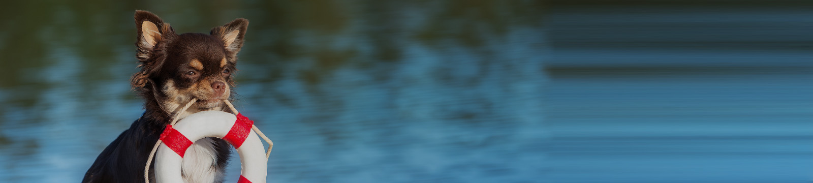 Maus tratos a animais:como atuar