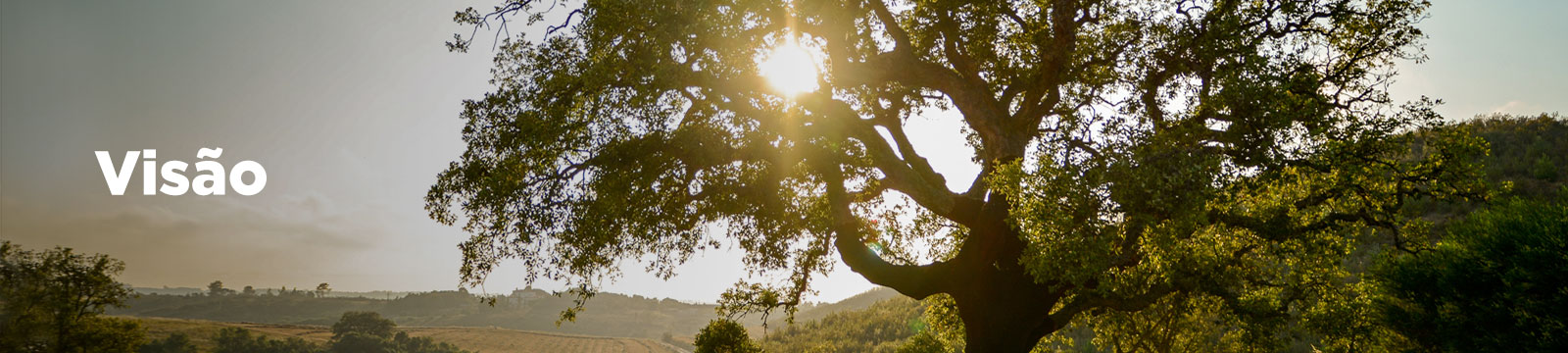 Visão